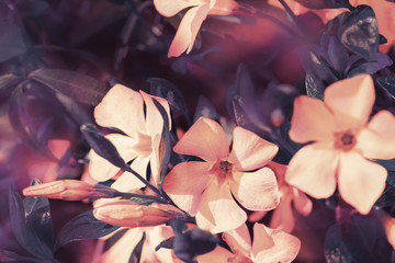 Beautiful spring wild meadow periwinkle flowers, pink and purple colors in sun light, macro. Soft focus nature background. Delicate pastel toned image. Greeting vintage card. Nature floral springtime