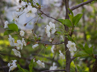 white flowers of cherry tree in spring
