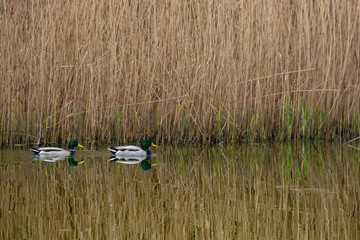 Stockenten am Gewässerufer