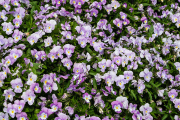 Blühende Hornveilchen