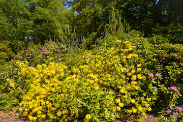 Rhododendron in verschiedenen Farben und unterschiedlichen Sorten