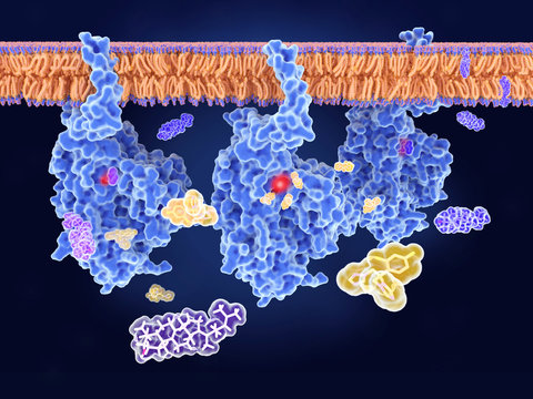 Drug resistance:  fluconazole, an antifungal medication, can't bind to it's target.