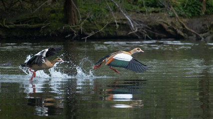 Streitende Nilgänse