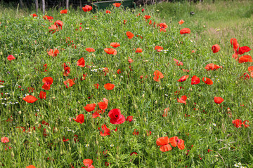 Beautiful poppy in a meadow in summer