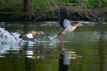 Streitende Nilgänse