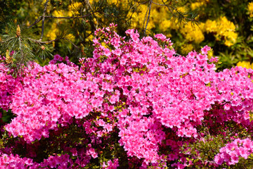 Rhododendron in verschiedenen Farben und unterschiedlichen Sorten