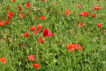 Beautiful poppy in a meadow in summer