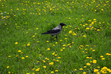 bird on the grass
