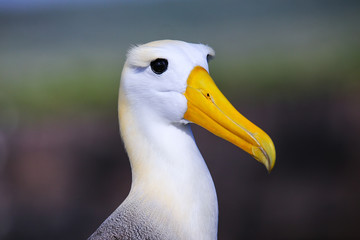 Portrait of Waved albatross on Espanola Island, Galapagos National park, Ecuador