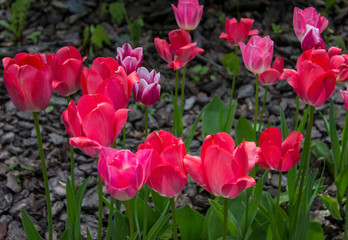 red tulips in the garden