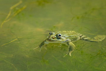 A water frog resting in a small pond on a sunny day