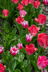 tulips in the garden