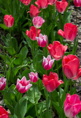 tulips in the garden