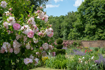 Colourful roses at Eastcote House Gardens, historic walled garden maintained by a community of volunteers in the Borough of Hillingdon, London, UK