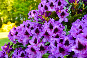 Rhododendron in verschiedenen Farben und unterschiedlichen Sorten