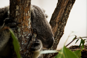 Koala auf Baum schläft