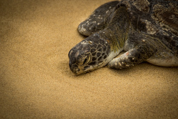 Schildkröte am Strand