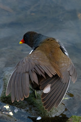 Ein Teichhuhn bei der Gefiederpflege