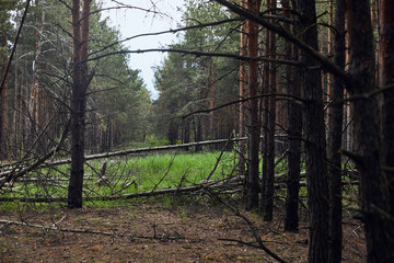 pine forest with fallen trees and green meadow