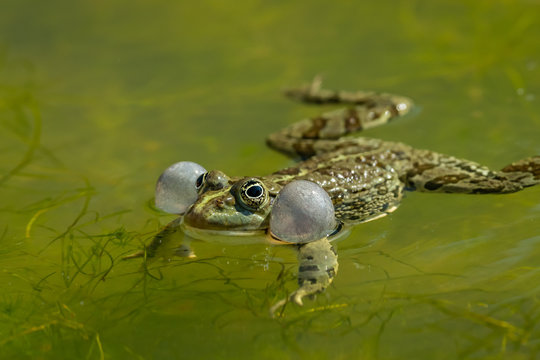 A water frog calling in a pond in Croatia