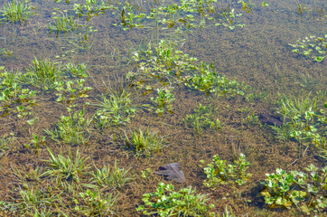 standing water in a field after rain