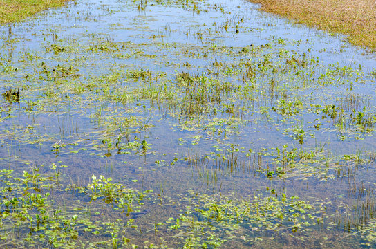 standing water in a field after rain