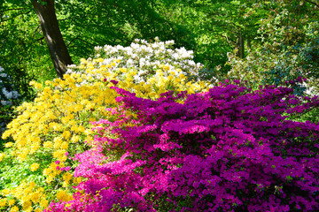 Rhododendron in verschiedenen Farben und unterschiedlichen Sorten