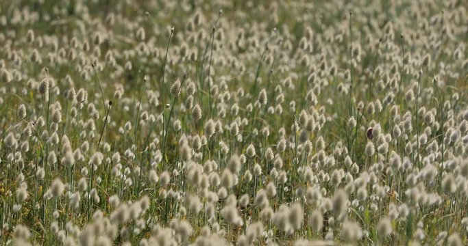 Lagurus flowers in the wind