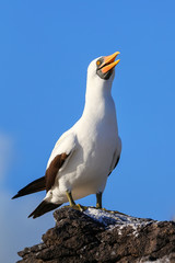 Nazca booby on Espanola Island, Galapagos National park, Ecuador.