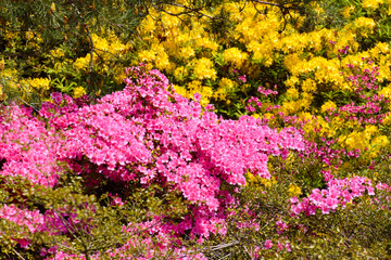 Rhododendron in verschiedenen Farben und unterschiedlichen Sorten