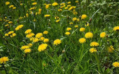 yellow flower field of dandelions
