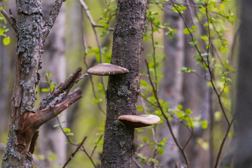 Parasitic mushrooms on birch tree