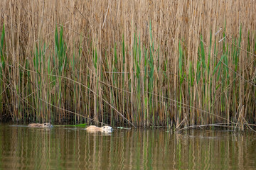 Nutria am Schilfgürtel