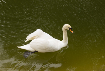 swan on the lake