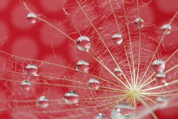  Water drops on a parachutes dandelion on a red background. dew drops on a dandelion seed macro. magic dream concept