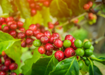 cherries on tree