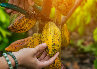 The cocoa tree with fruits. Yellow and green Cocoa pods grow on the tree