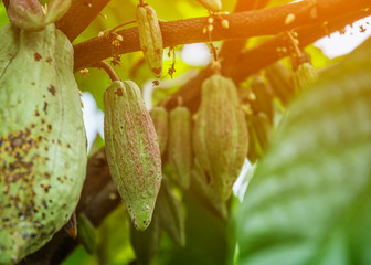green leaf with drops of water