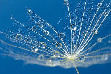  Water drops on a parachutes dandelion on a blue background. dew drops on a dandelion seed macro....
