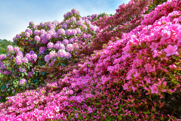 Rhododendron in verschiedenen Farben und unterschiedlichen Sorten