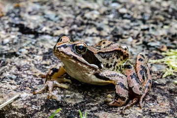 frog