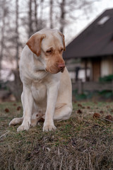 one yellow labrador retriever dog sitting and watching the surroundings carefully; blurred background