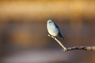 Naklejka premium Male mountain bluebird sitting on a stick