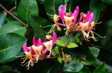 Bright honeysuckle in the garden