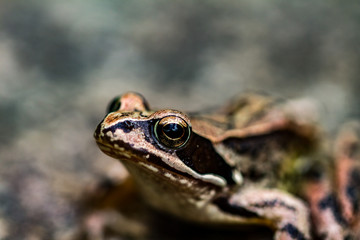 frog