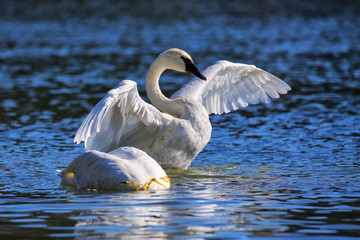 Trumpeter swan spreading wings, Yellowstone National Park, Wyoming