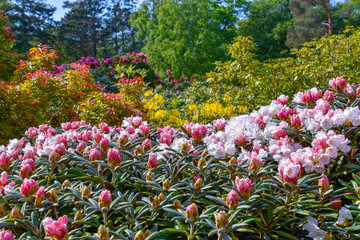 Rhododendron in verschiedenen Farben und unterschiedlichen Sorten
