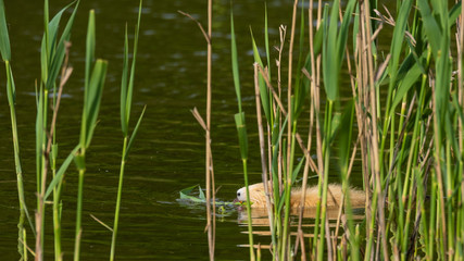 Nutria am Schilfgürtel