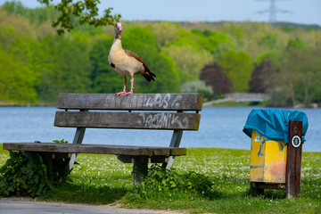 Nilgans steht auf einer Sitzbanklehne