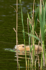 Nutria am Schilfgürtel